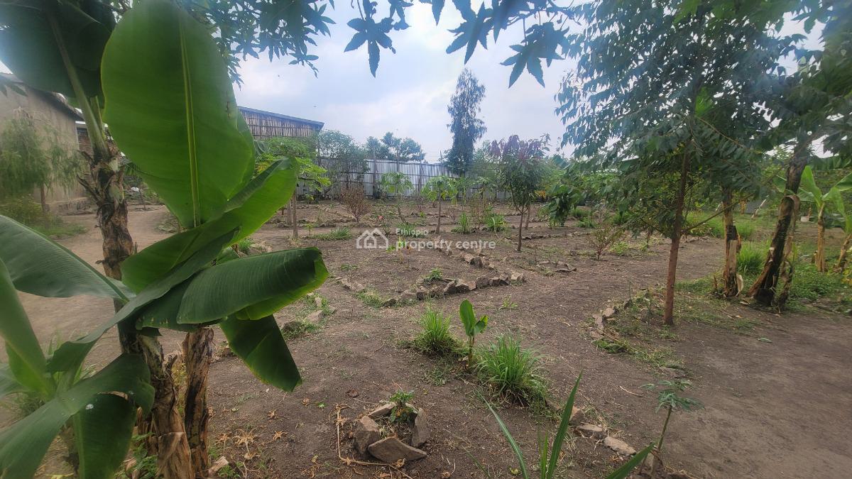 Residential & Business Opportunity in Shashemene, Shashemene, Shewa, Oromia, Detached Bungalow for Sale