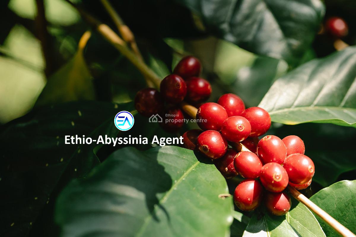 Coffee Farm, Keffa, Southern Nations, Commercial Land for Sale