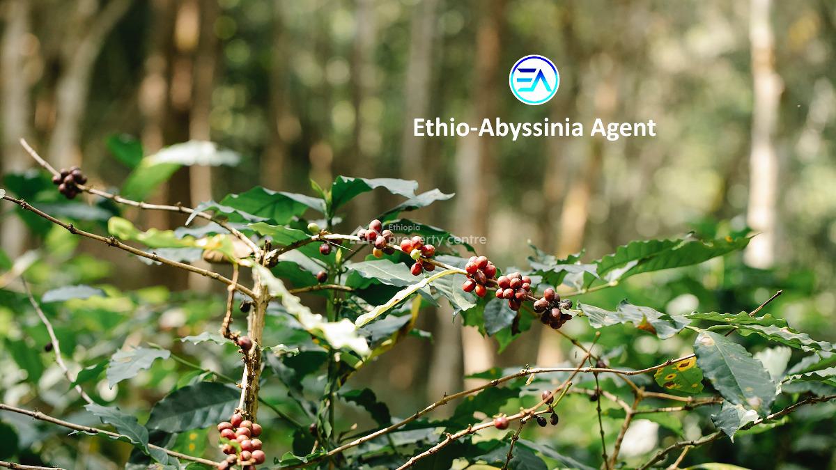Coffee Farm, Keffa, Southern Nations, Commercial Land for Sale
