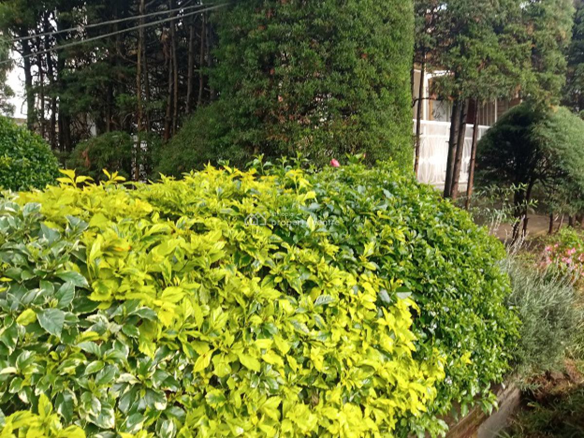 a Beautiful Old House Inscribed in a Big Compound., Nifas Silk-lafto, Addis Ababa, House for Rent