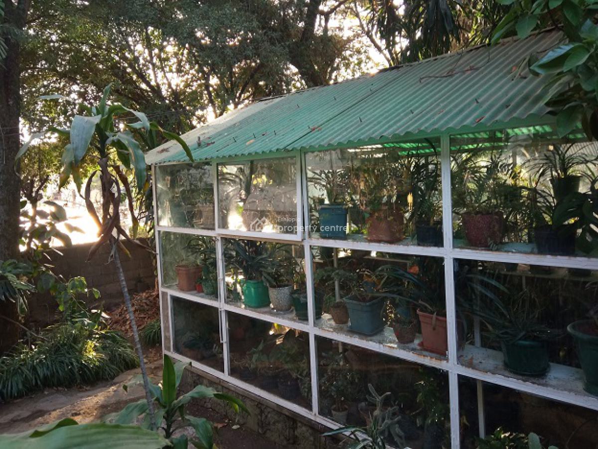 a Small House in a Mini Forest Having Mature Trees!, Yeka, Addis Ababa, House for Rent