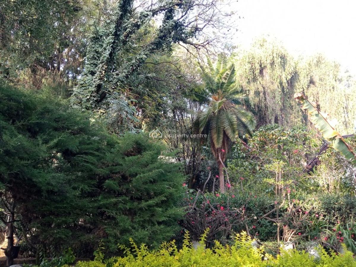a Small House in a Mini Forest Having Mature Trees!, Yeka, Addis Ababa, House for Rent