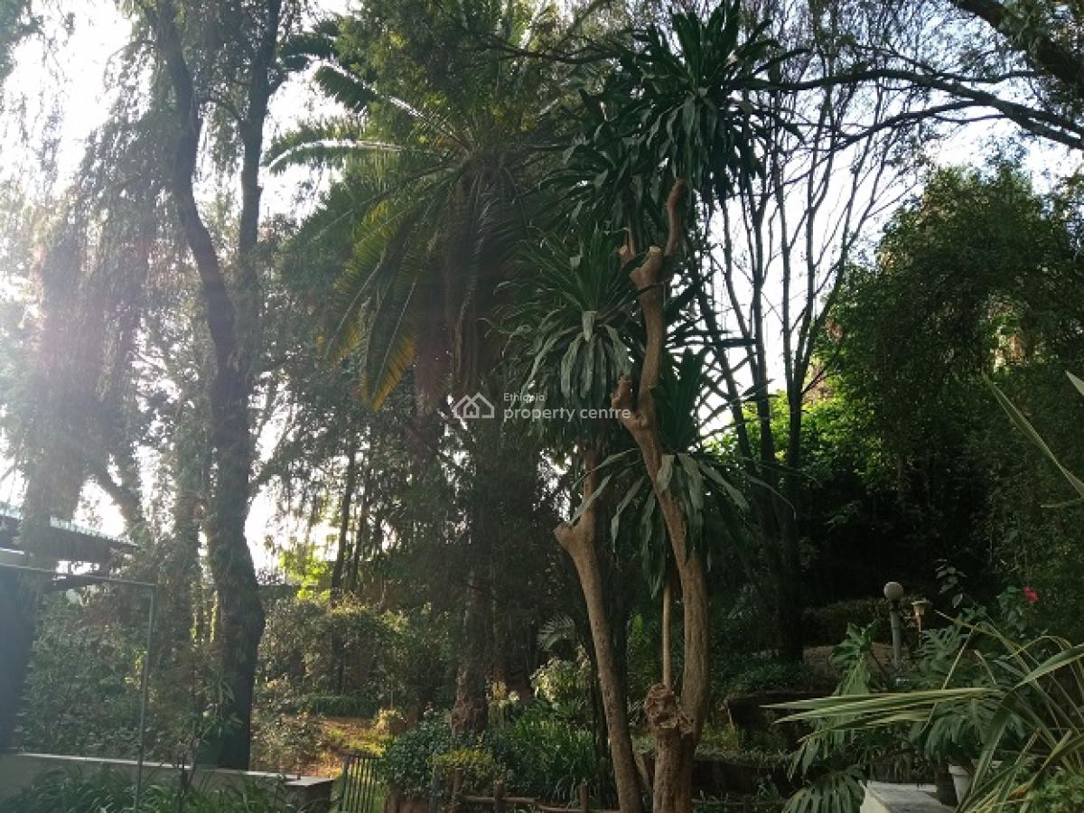 a Small House in a Mini Forest Having Mature Trees!, Yeka, Addis Ababa, House for Rent