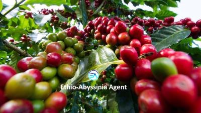 Coffee Farm, Keffa, Southern Nations, Commercial Land for Sale