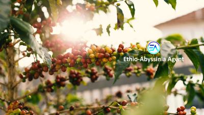 Coffee Farm, Bonga, Keffa, Southern Nations, Commercial Land for Sale