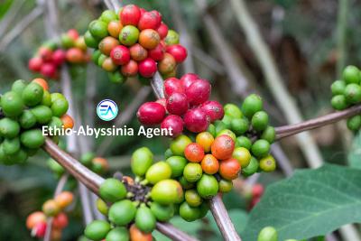 Coffee Farm, Jimma, Oromia, Commercial Land for Sale