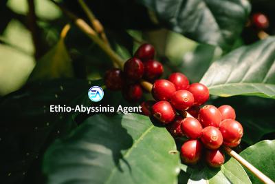 Coffee Farm, Keffa, Southern Nations, Commercial Land for Sale