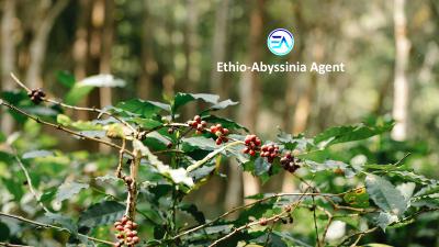 Coffee Farm, Keffa, Southern Nations, Commercial Land for Sale