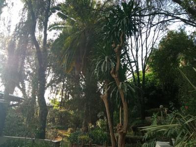 a Small House in a Mini Forest Having Mature Trees!, Yeka, Addis Ababa, House for Rent